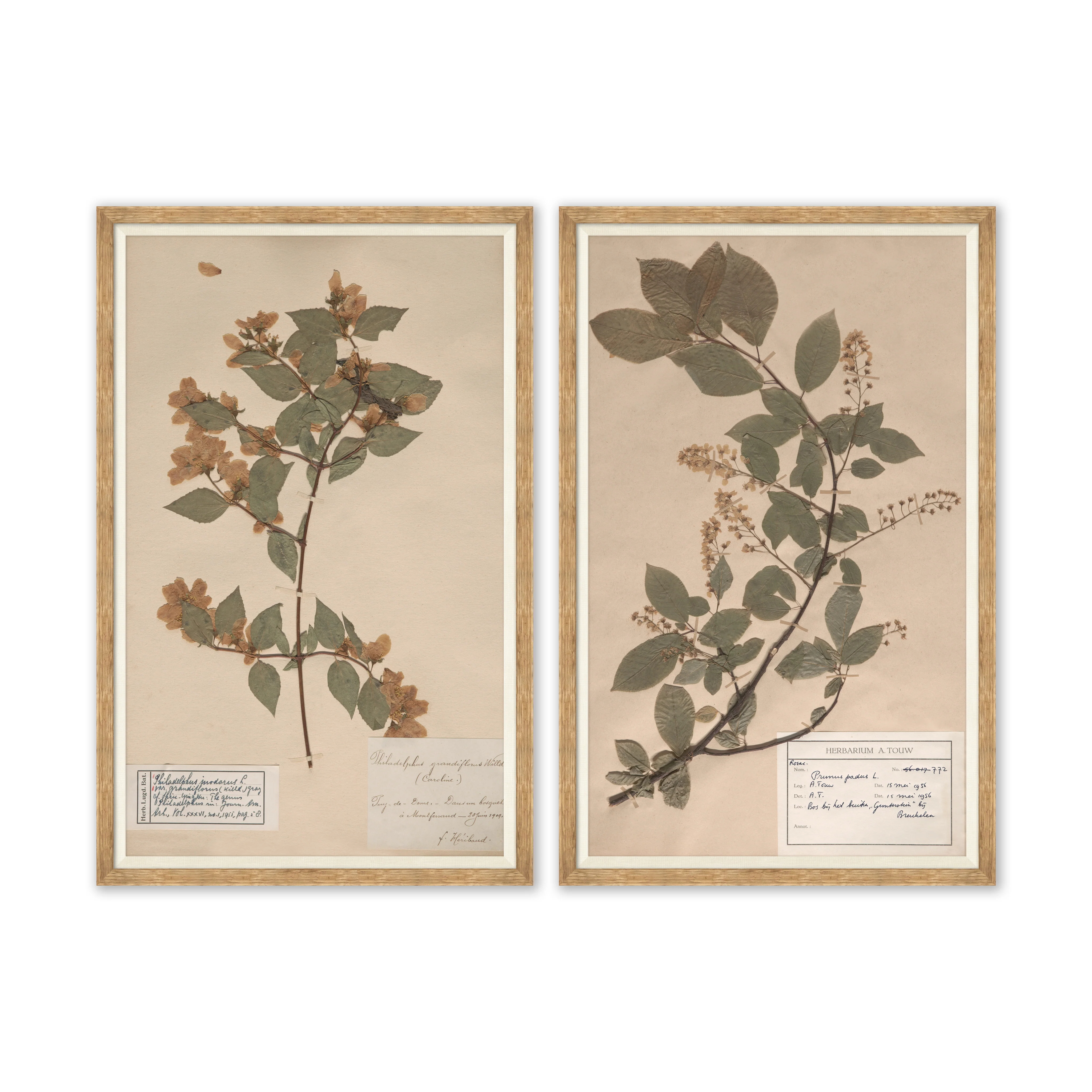 Herbarium Specimen I - Image 2