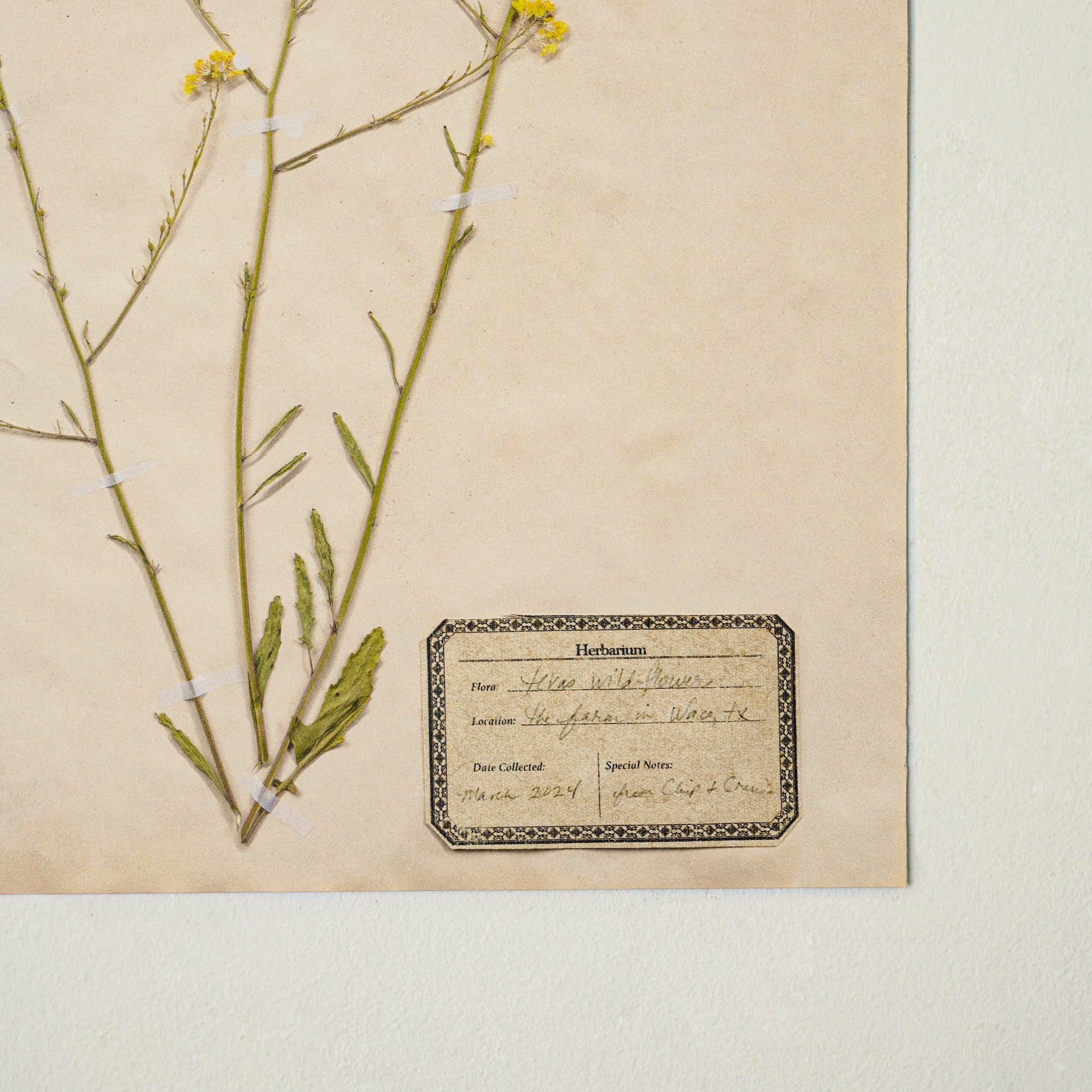Jo's Hand Pressed Herbarium Prints - Texas Wildflowers I '24 - Image 2