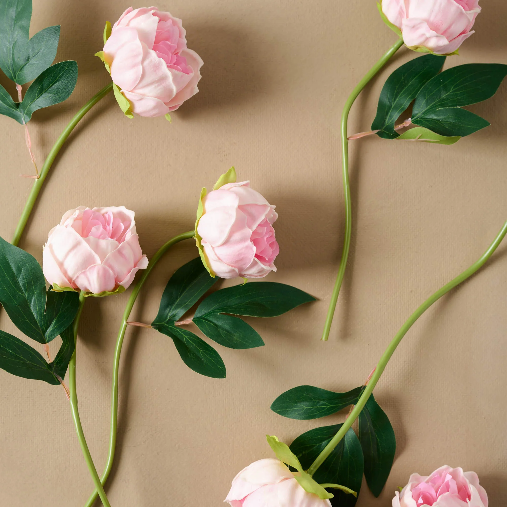 Peony Bundle - Image 13