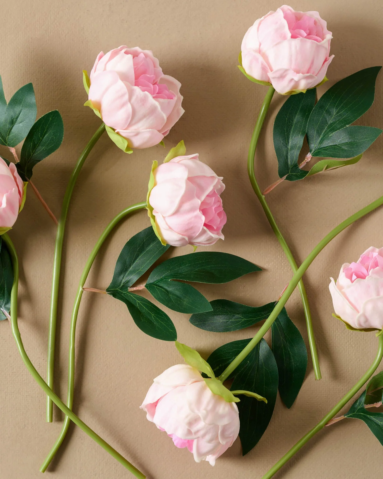 Peony Bundle - Image 14