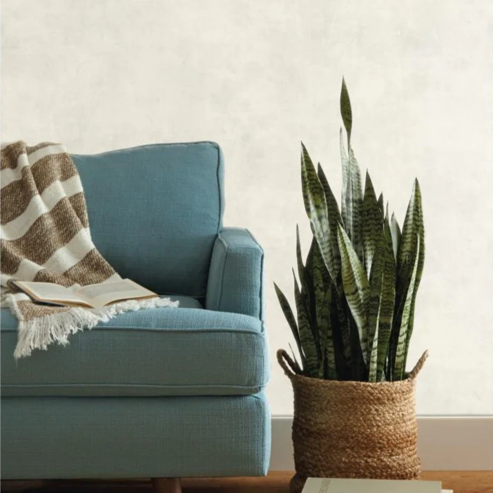 Plaster Texture Wallpaper - Image 3