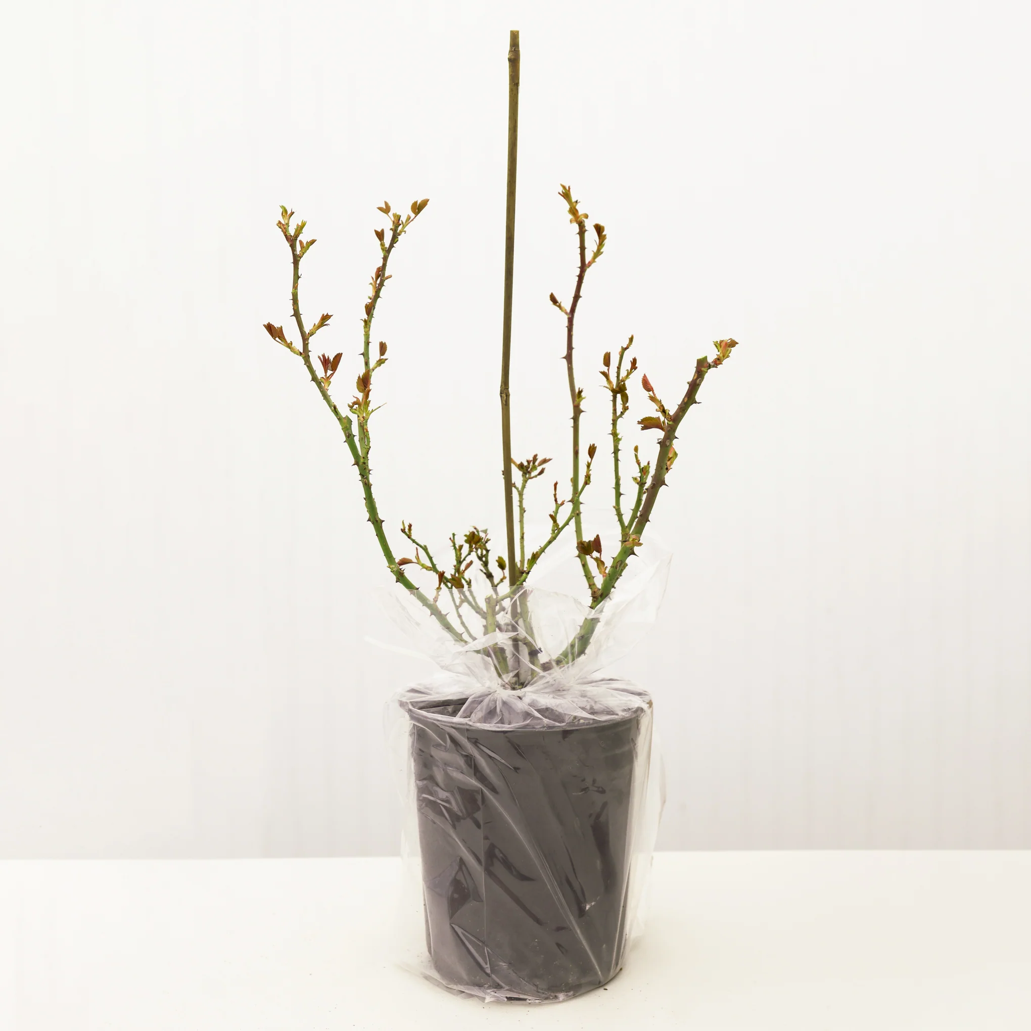 Princess Charlene de Monaco® Rose Bush - Image 2
