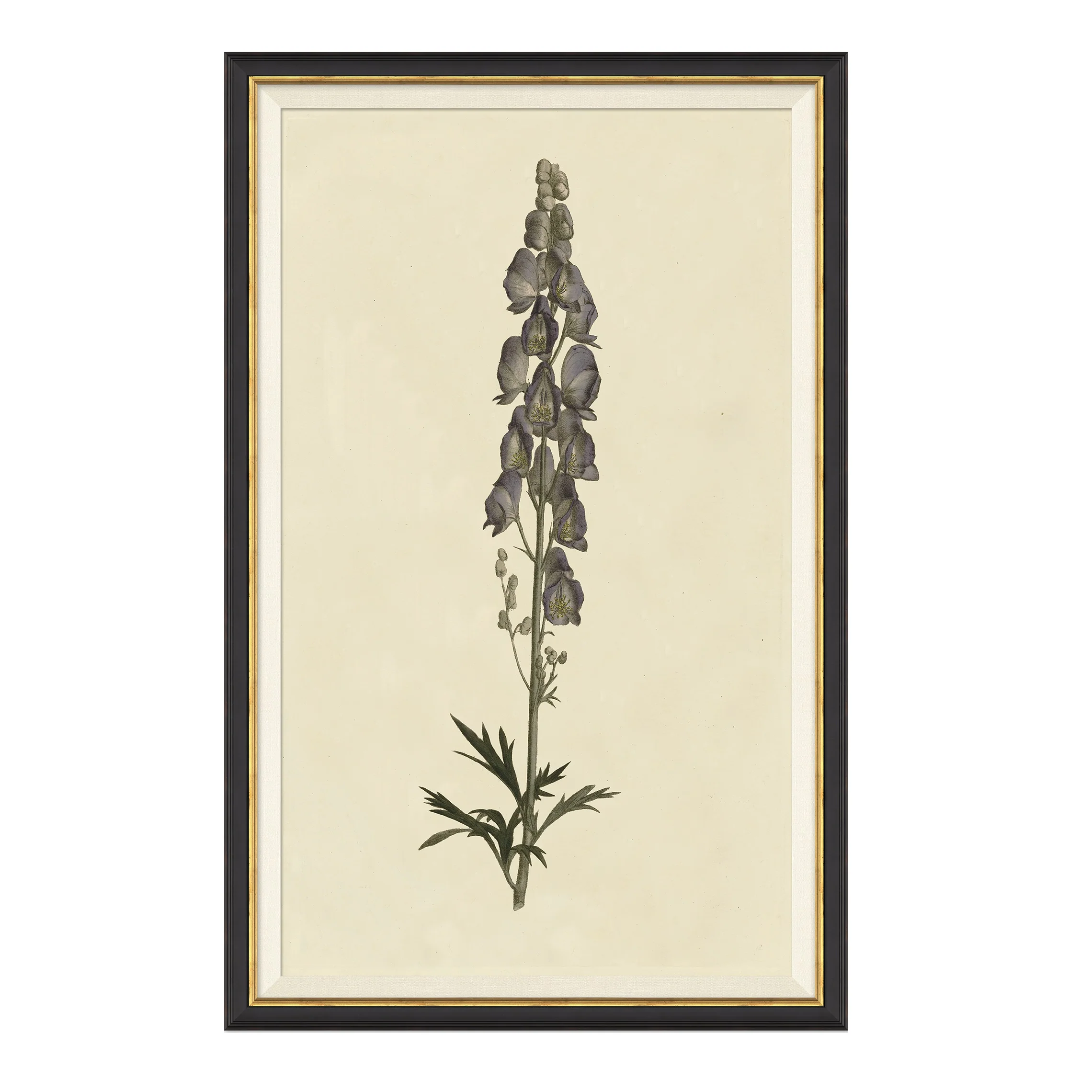 Vintage Botanical Study II